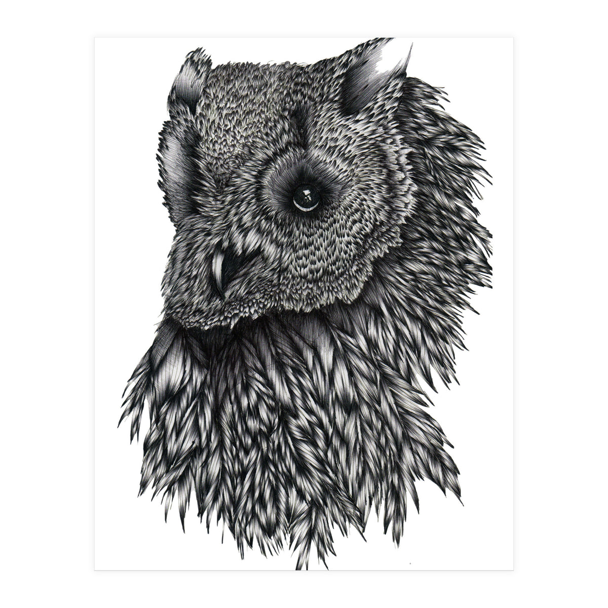 Forsythe (Print Only)