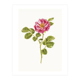 Cc Roses 06 (Print Only) thumbnail