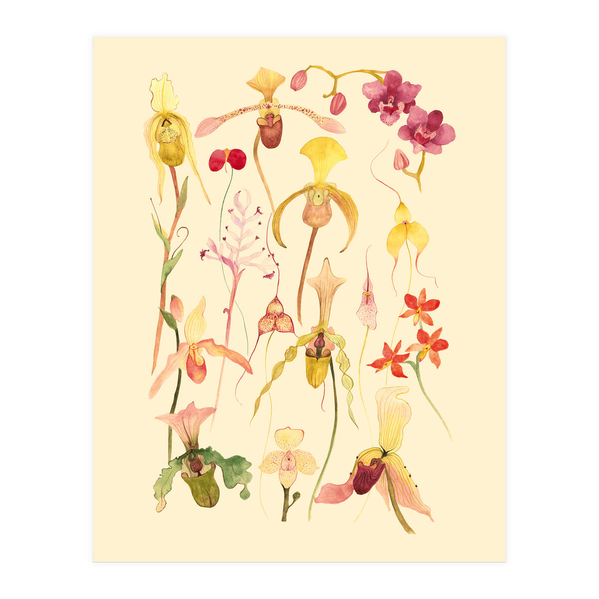 Orchids #3 (Print Only)