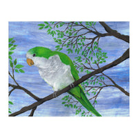 Quaker parrot (Print Only)