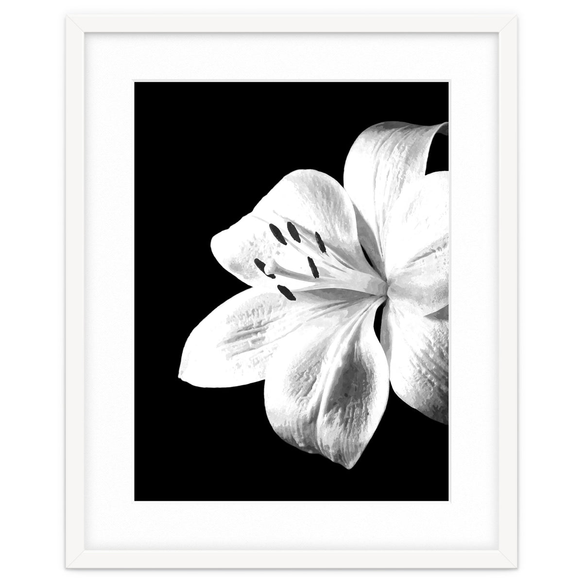 White Lily Black Background
