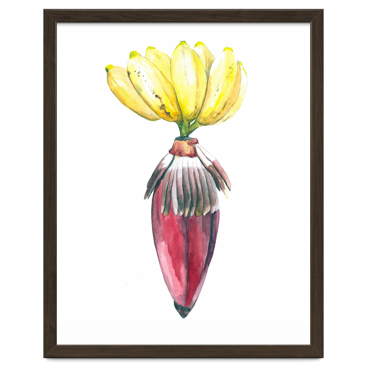 Botanical Illustration Banana