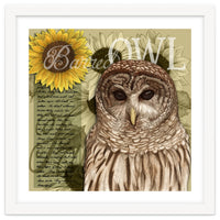 Sunflowers and Barred Owl