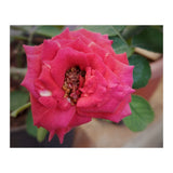 Blooming Red Rose (Print Only) thumbnail