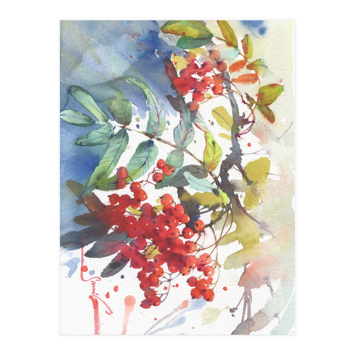 Viburnum / Guelder rose (Print Only)