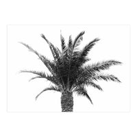 Palm Tree (Print Only)