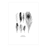 English Feather Variations (Print Only) thumbnail