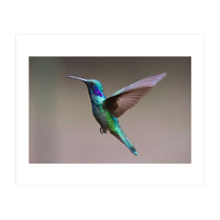 Hummingbird flying (Print Only)