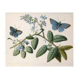 Butterflies Vintage Illustration (Print Only) thumbnail
