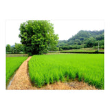 Path  (Print Only) thumbnail