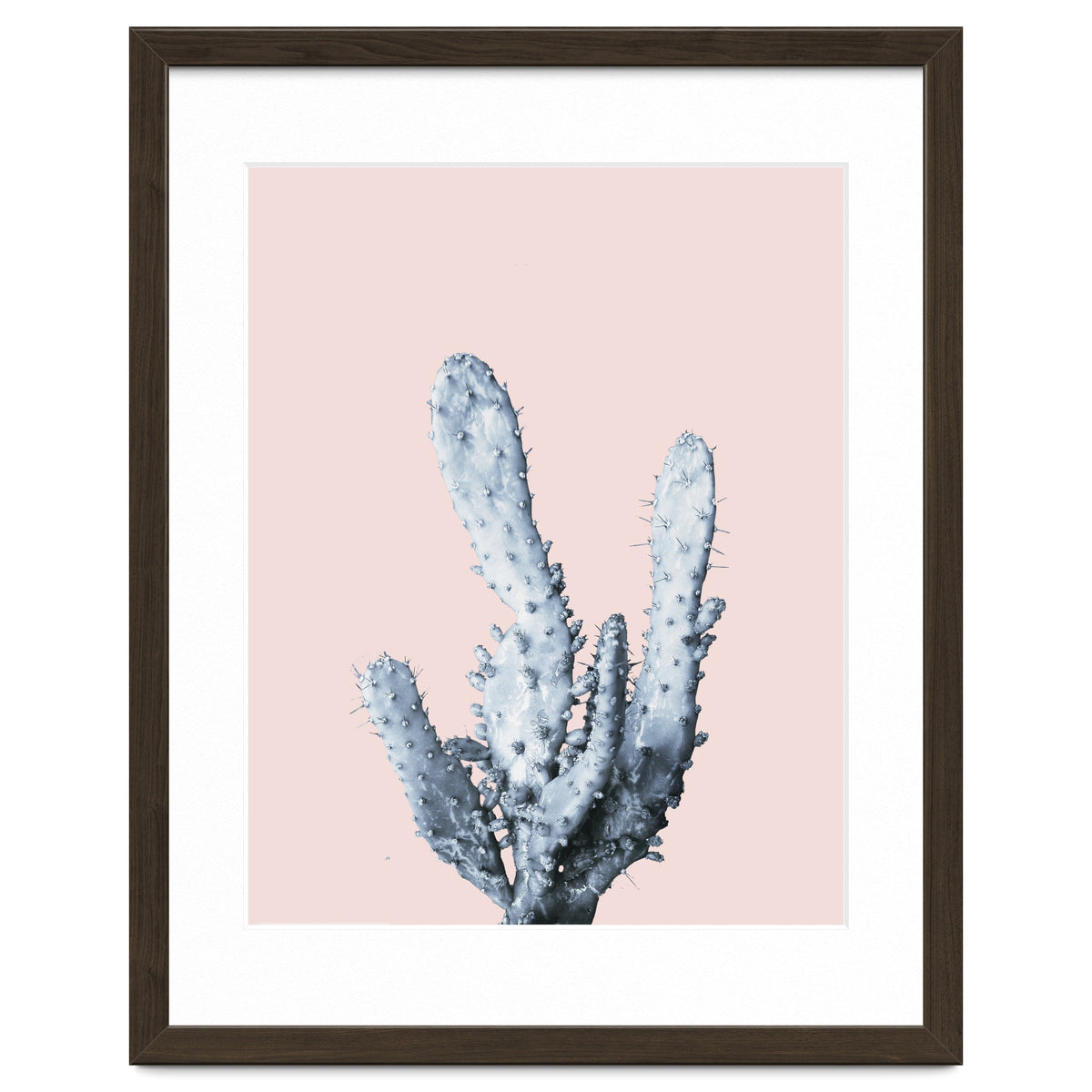 Cactus collection BL-I