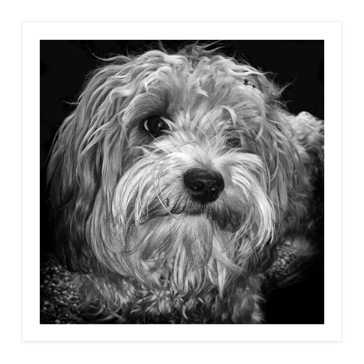 Havaneser (Print Only)