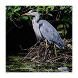 Heron (Print Only) thumbnail
