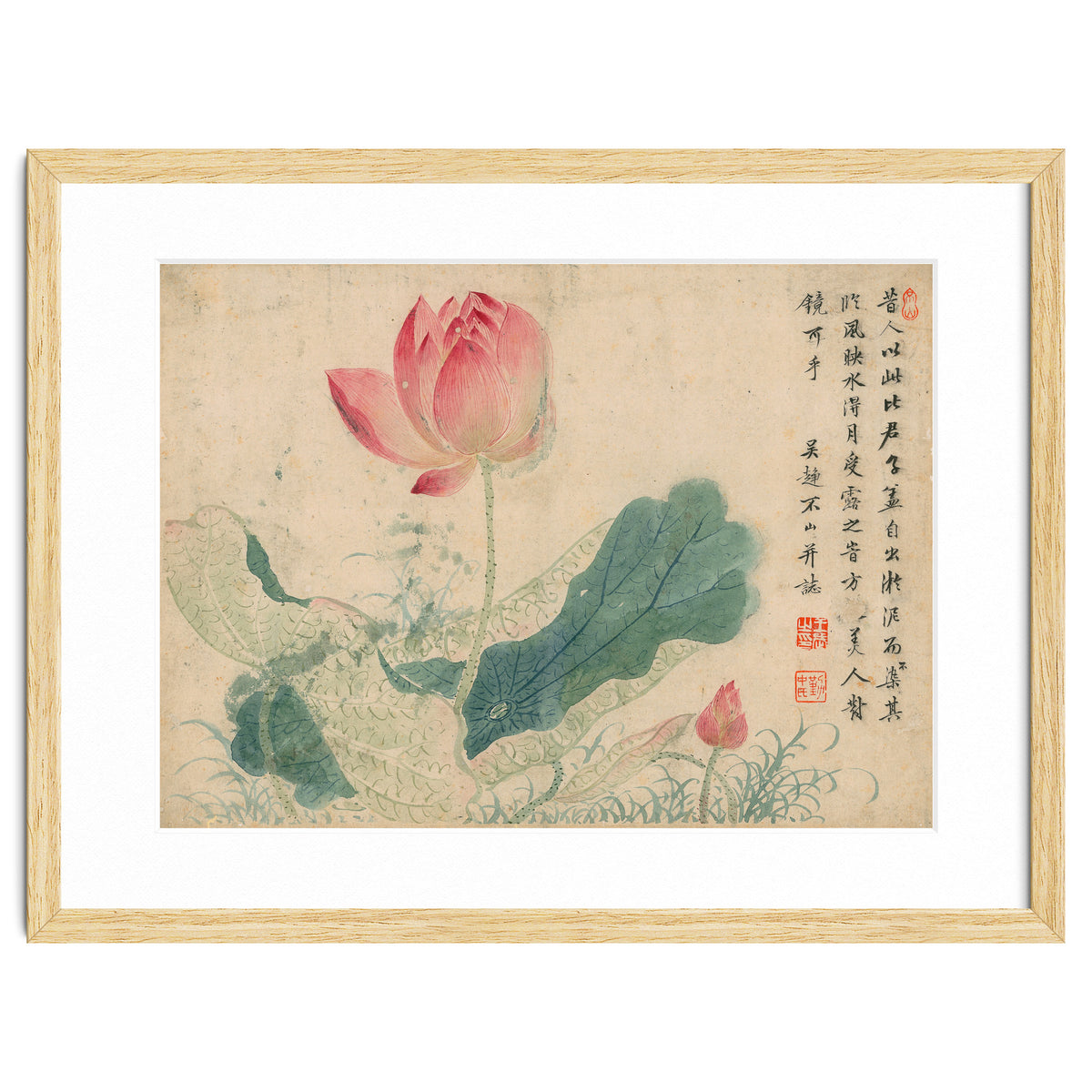 Qing Wangwu Flower album, lotus, lotus leaf, pond, copy of water grass