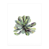 Botanical Illustration Succulent (Print Only) thumbnail