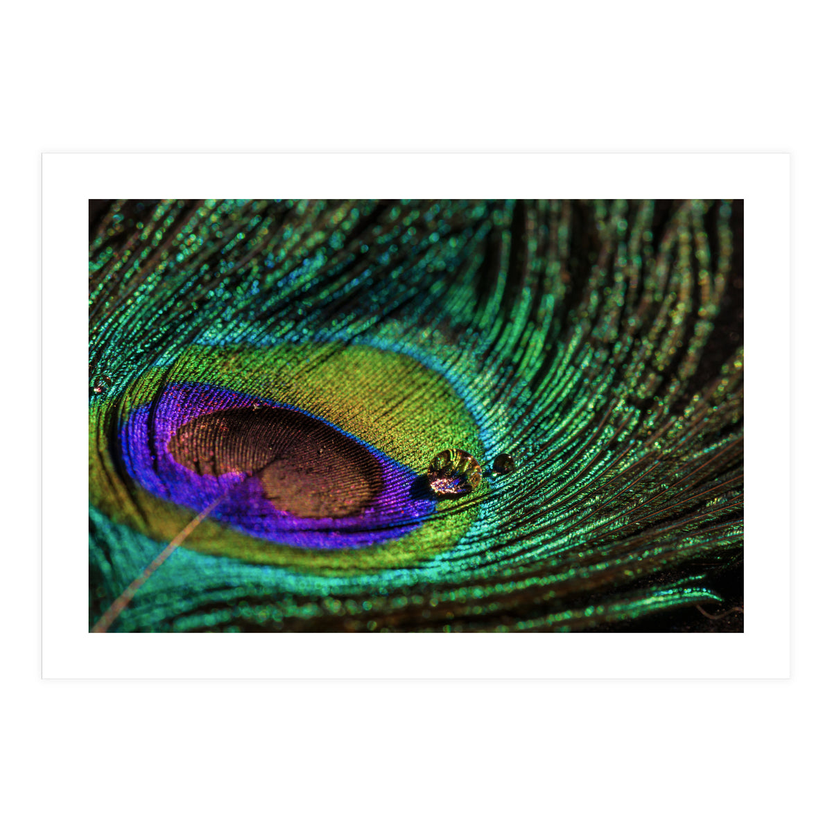 Peacock feather (Print Only)