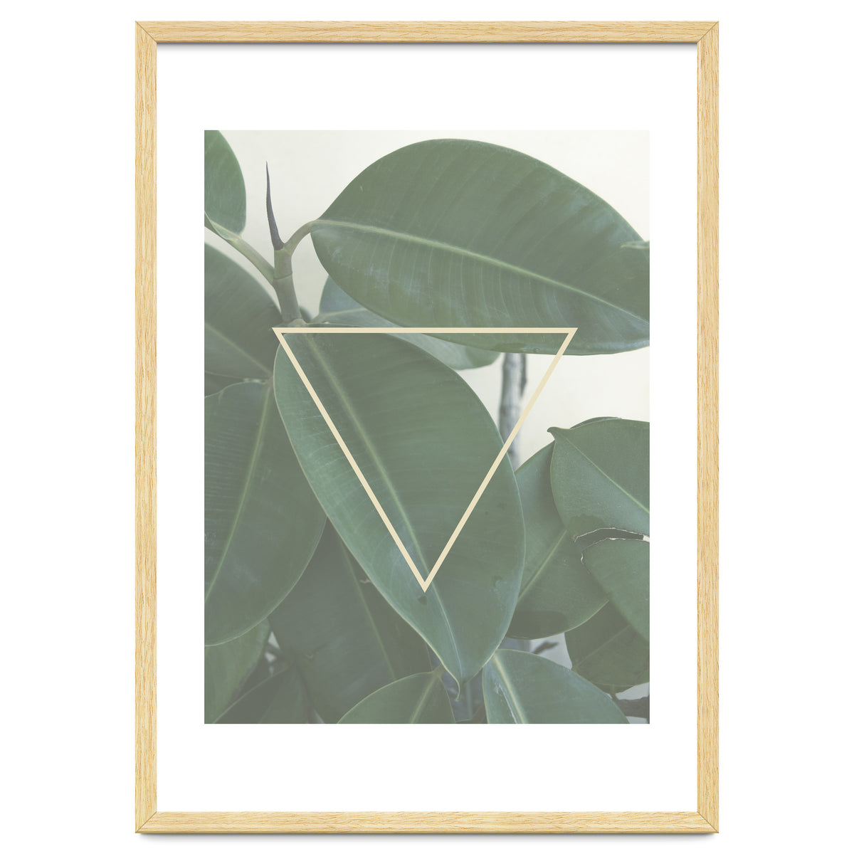ficus triangle