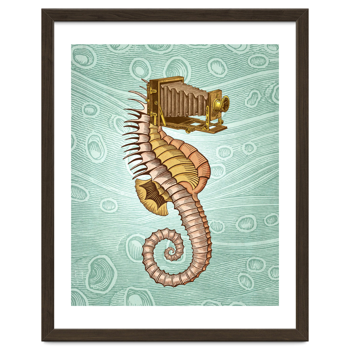 Hippocampus Camerarum