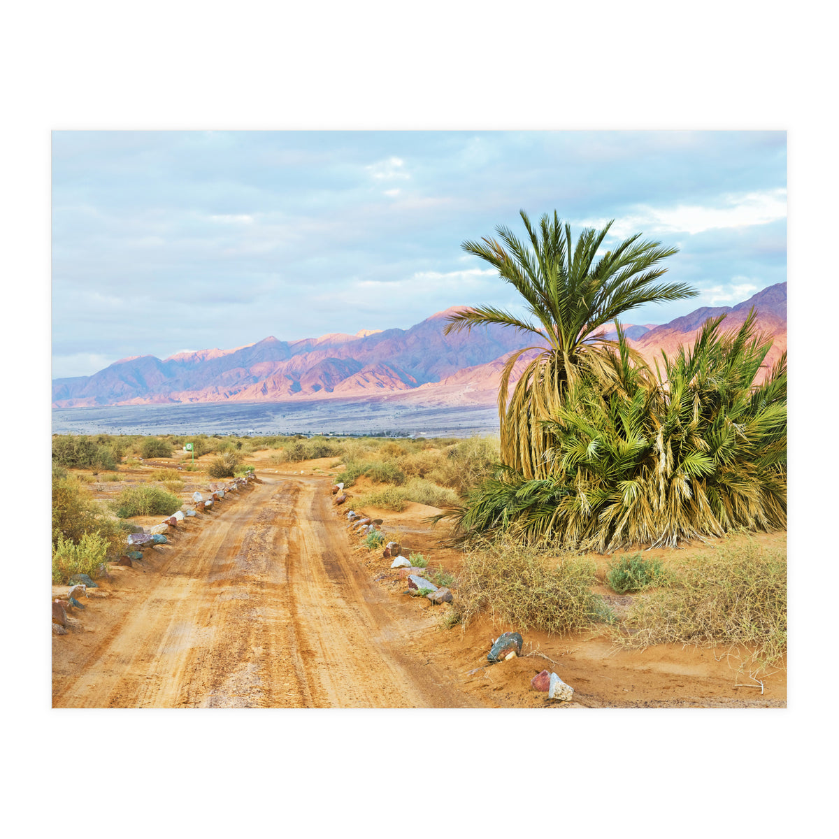Joshua Tree (Print Only)