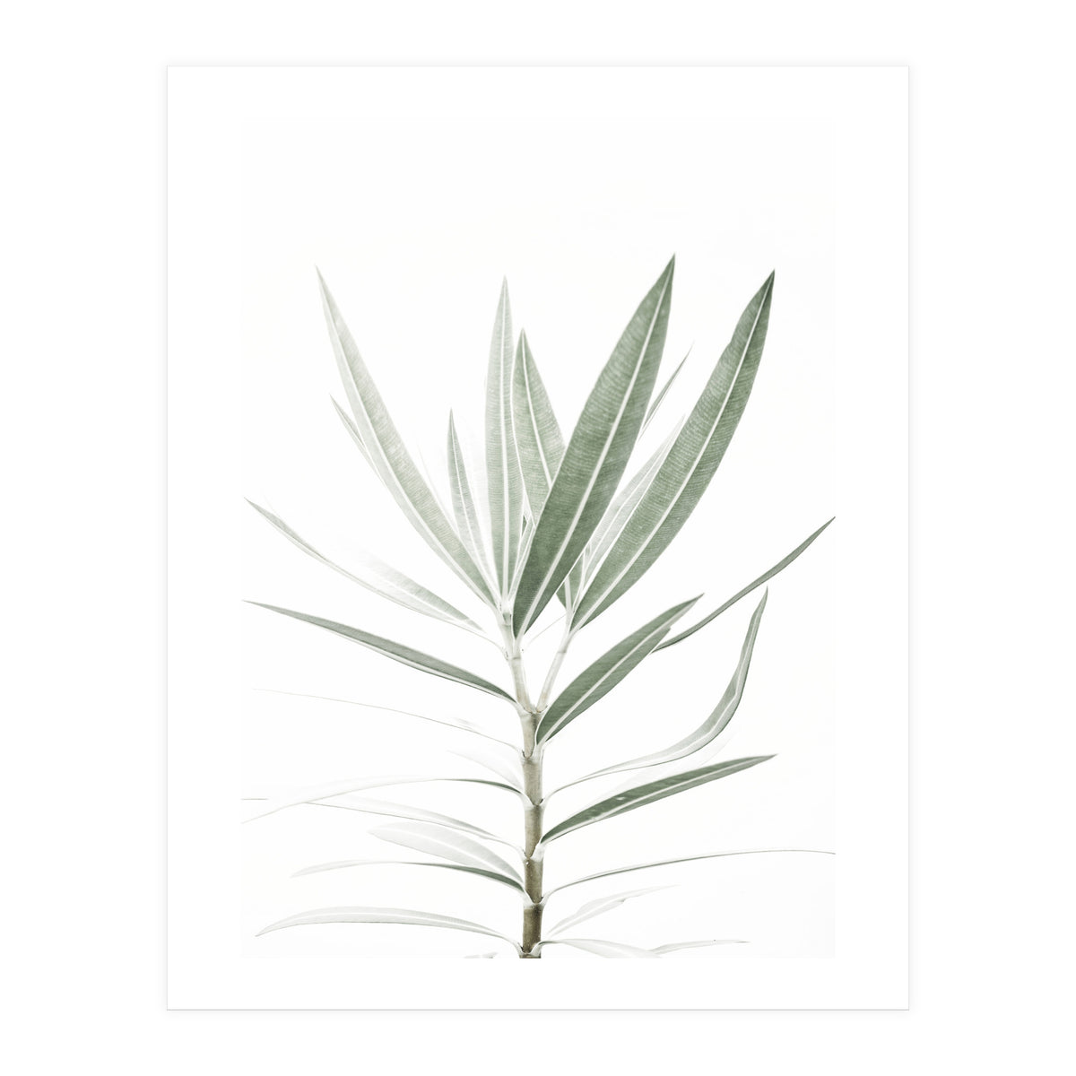 Foliage (Print Only)