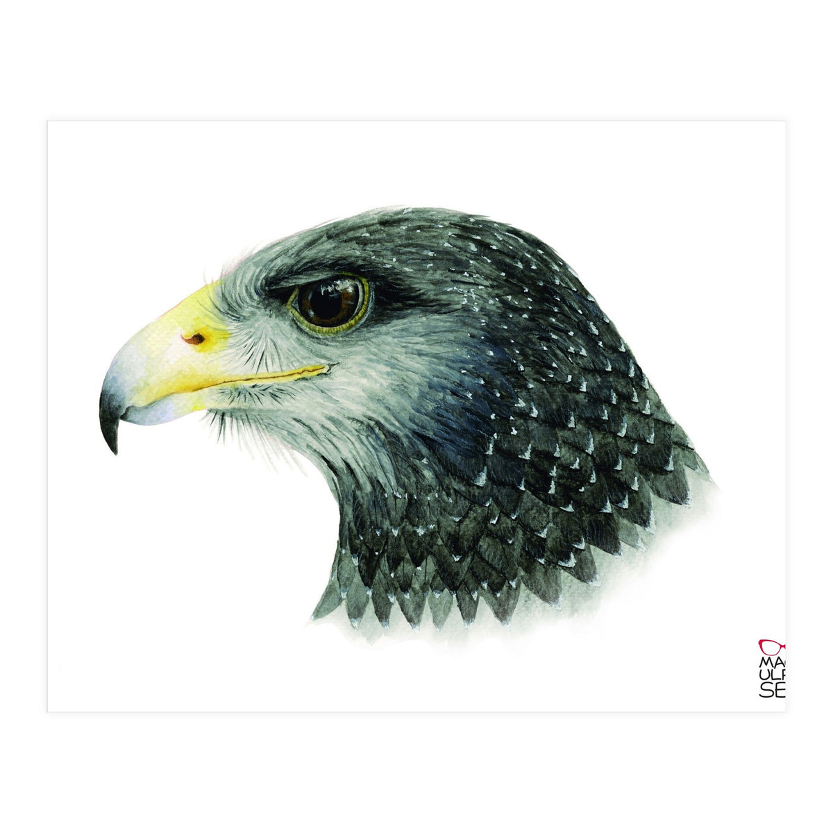 Black-chested buzzard-eagle (Print Only)