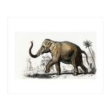 Asiatic elephant indicus illustrated (Print Only) thumbnail