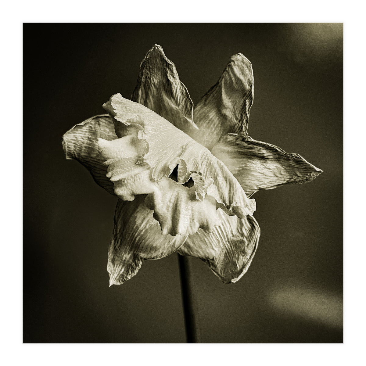 Wilting daffodil (Print Only)