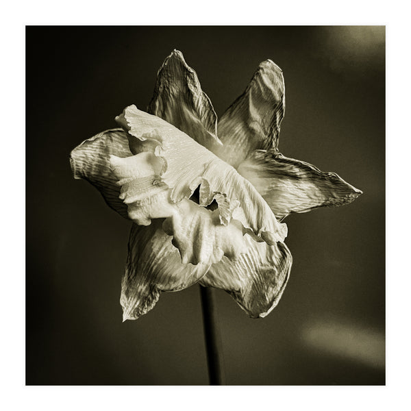 Wilting daffodil (Print Only) Art Print by Ray Morgan | arthaus