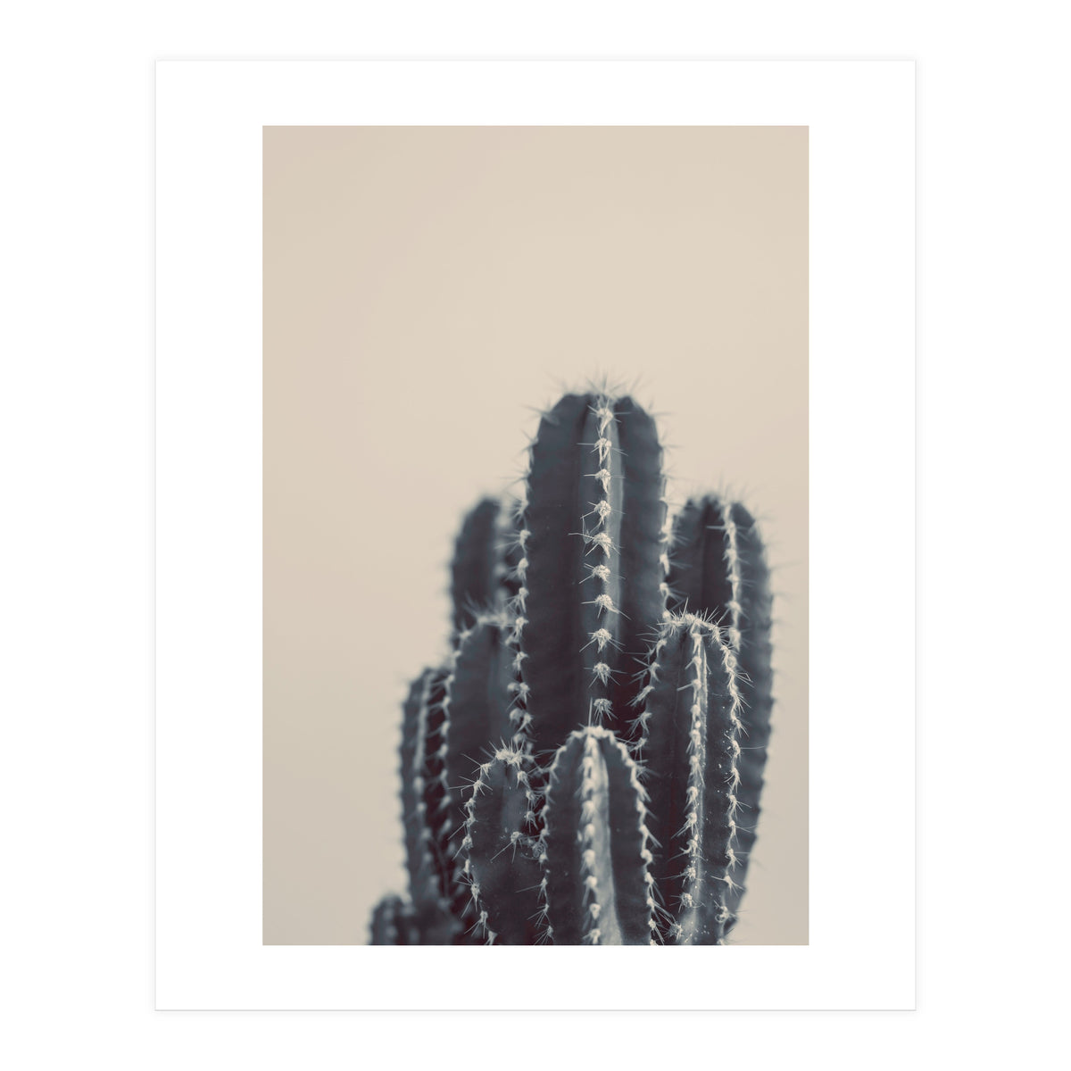 Vintage Cactus #1 (Print Only)