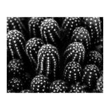 Cactus (Print Only) thumbnail