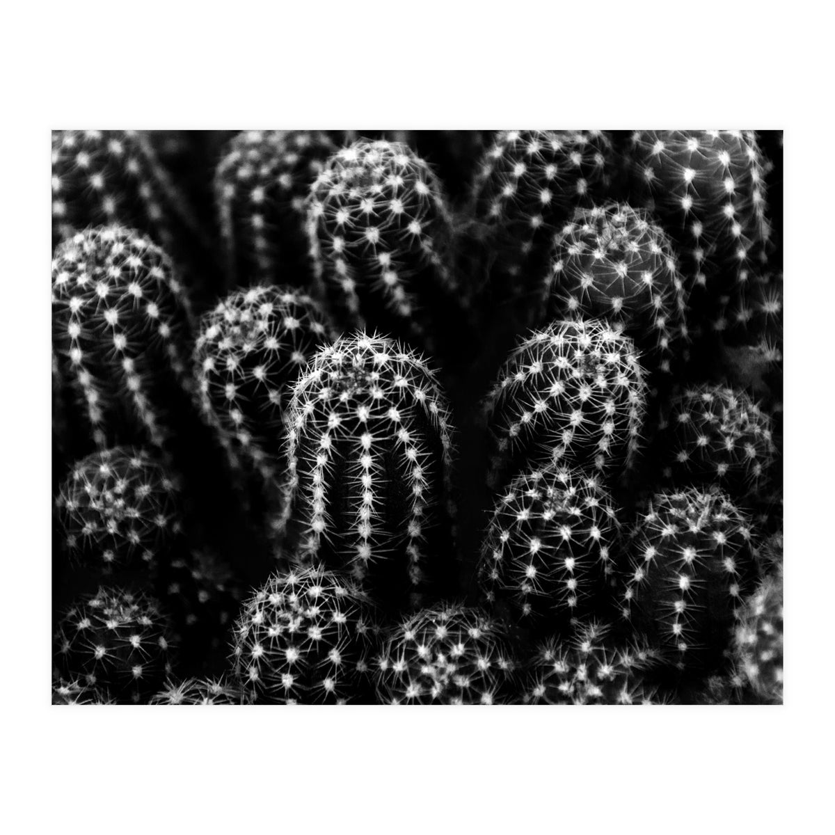Cactus (Print Only)