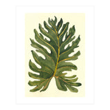 Monstera (Print Only) thumbnail