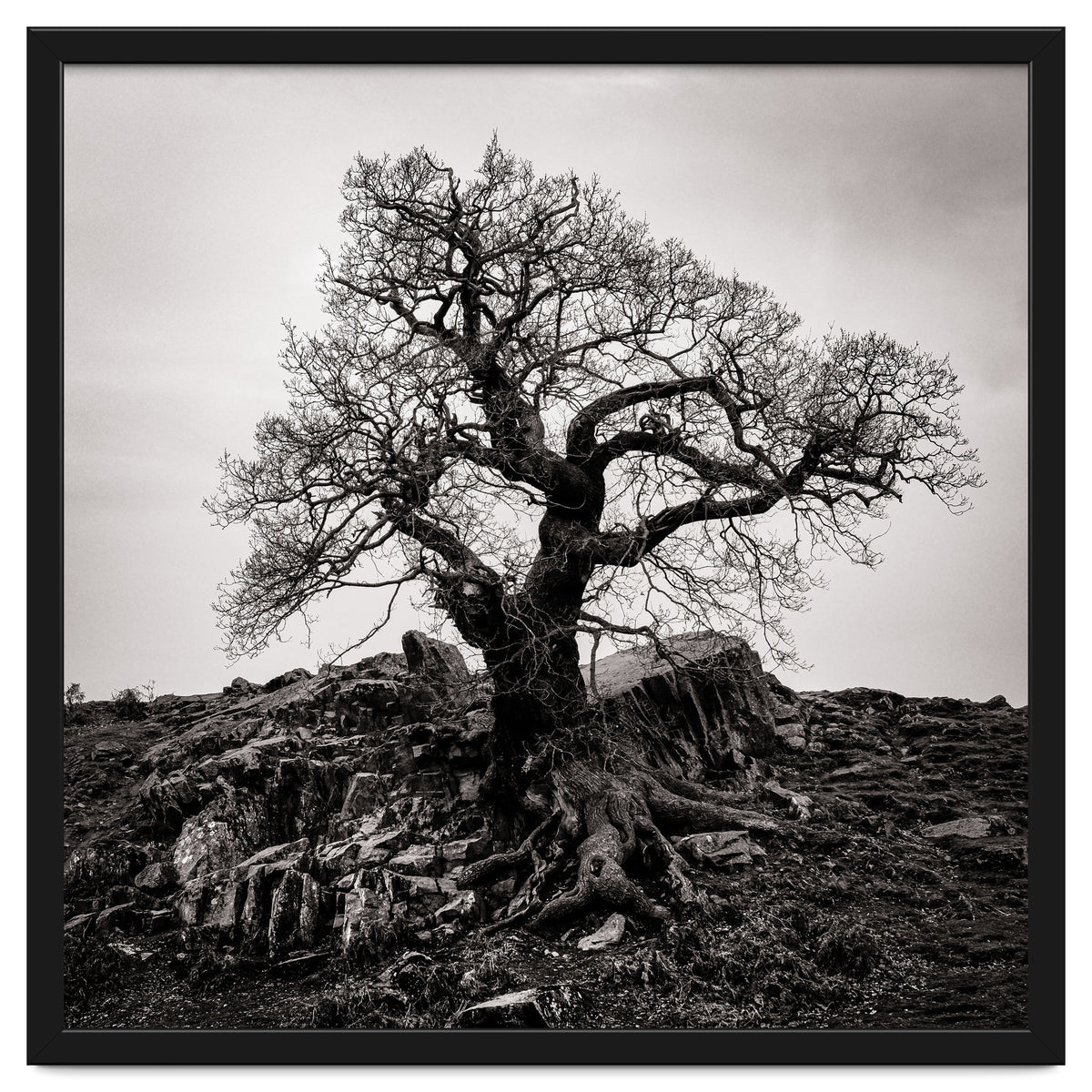 Gnarled Tree