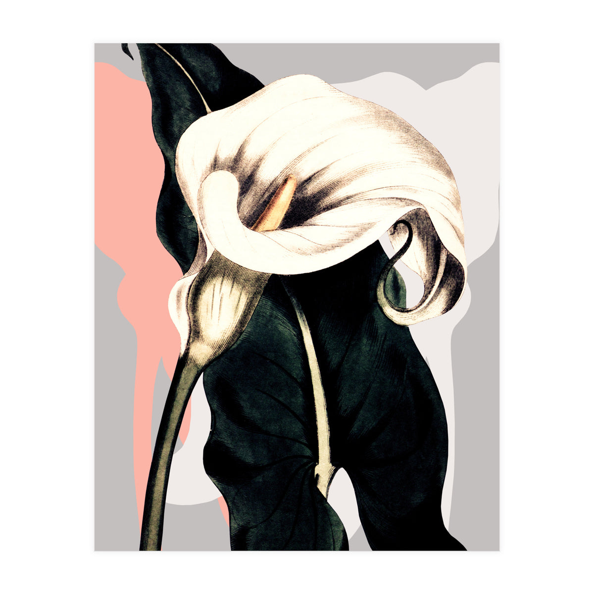 Calla lily flower (Print Only)