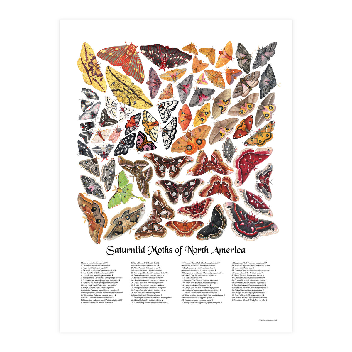 Saturniid Moths of North America (Print Only)