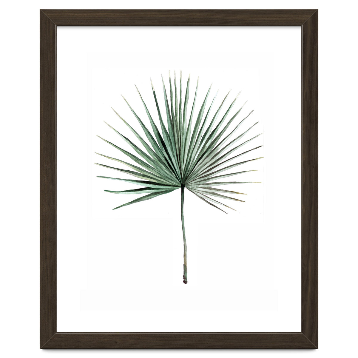 Botanical Illustration Fanpalm
