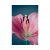 Allure (Print Only) thumbnail