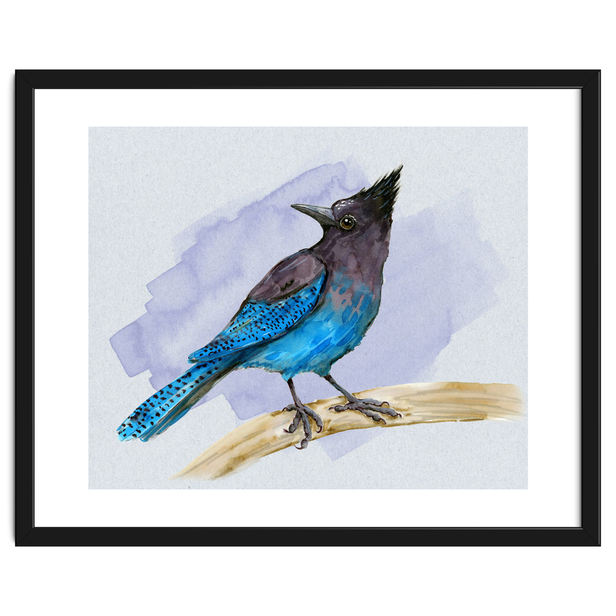 Steller's jay watercolor