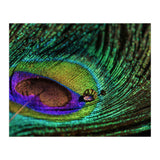 Peacock feather (Print Only) thumbnail