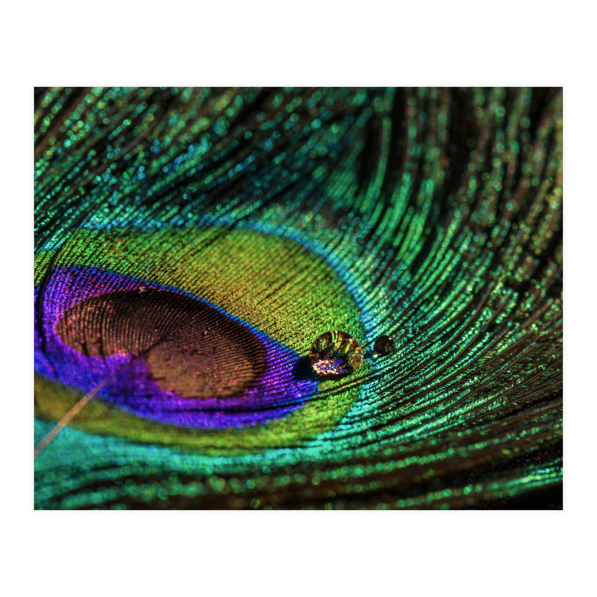 Peacock feather (Print Only)