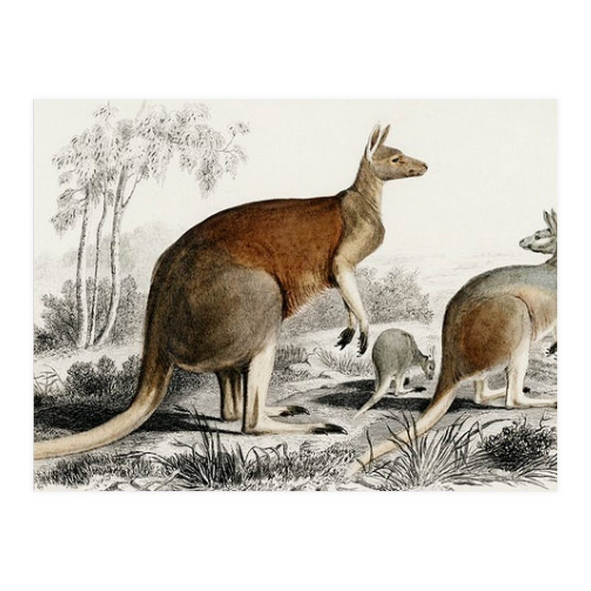 The red kangaroo illustrated (Print Only)