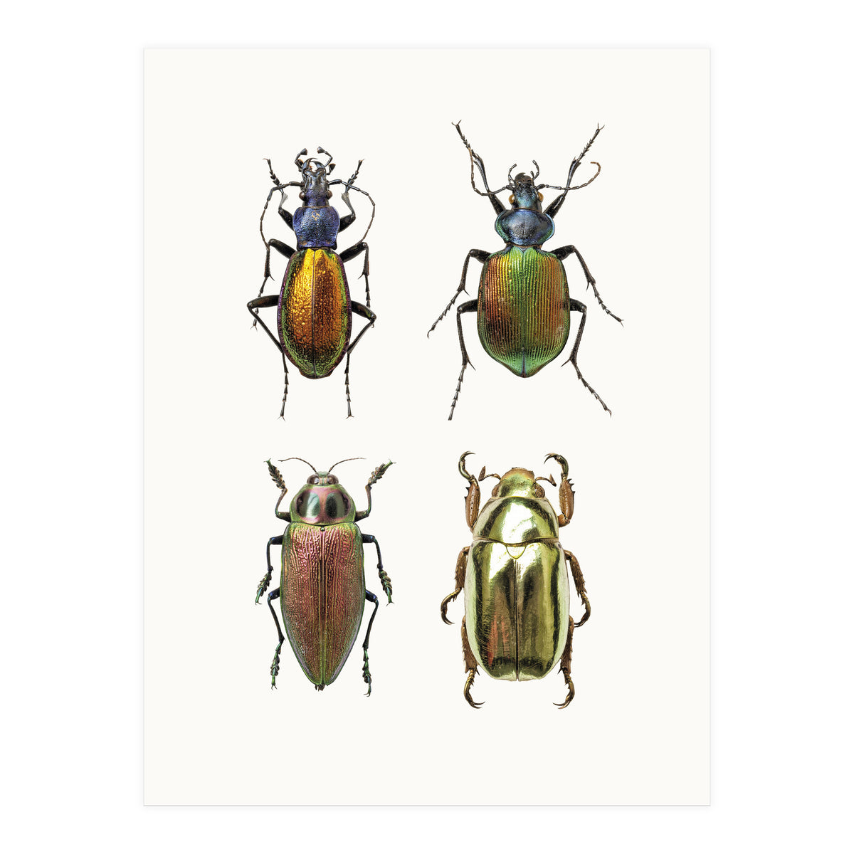 Cc Insects 09 (Print Only)