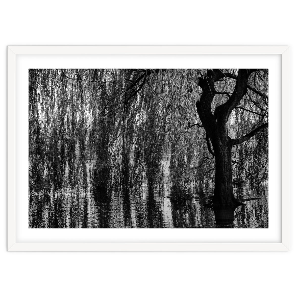 Weeping Willow