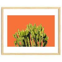 Bold Cactus