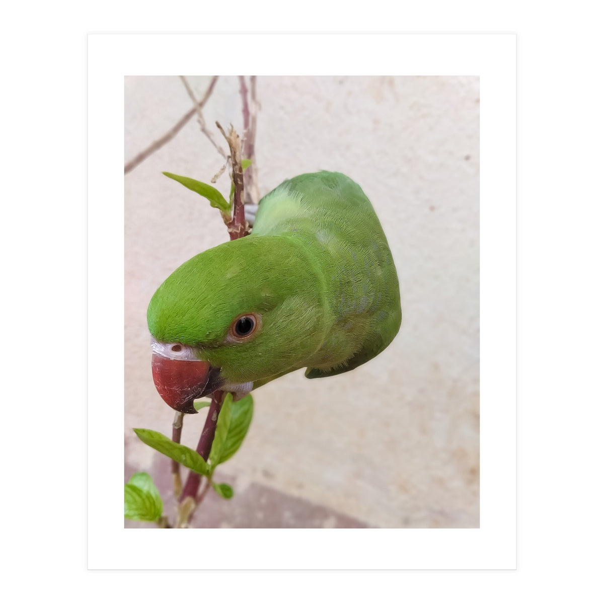 Cute Parrot (Print Only)