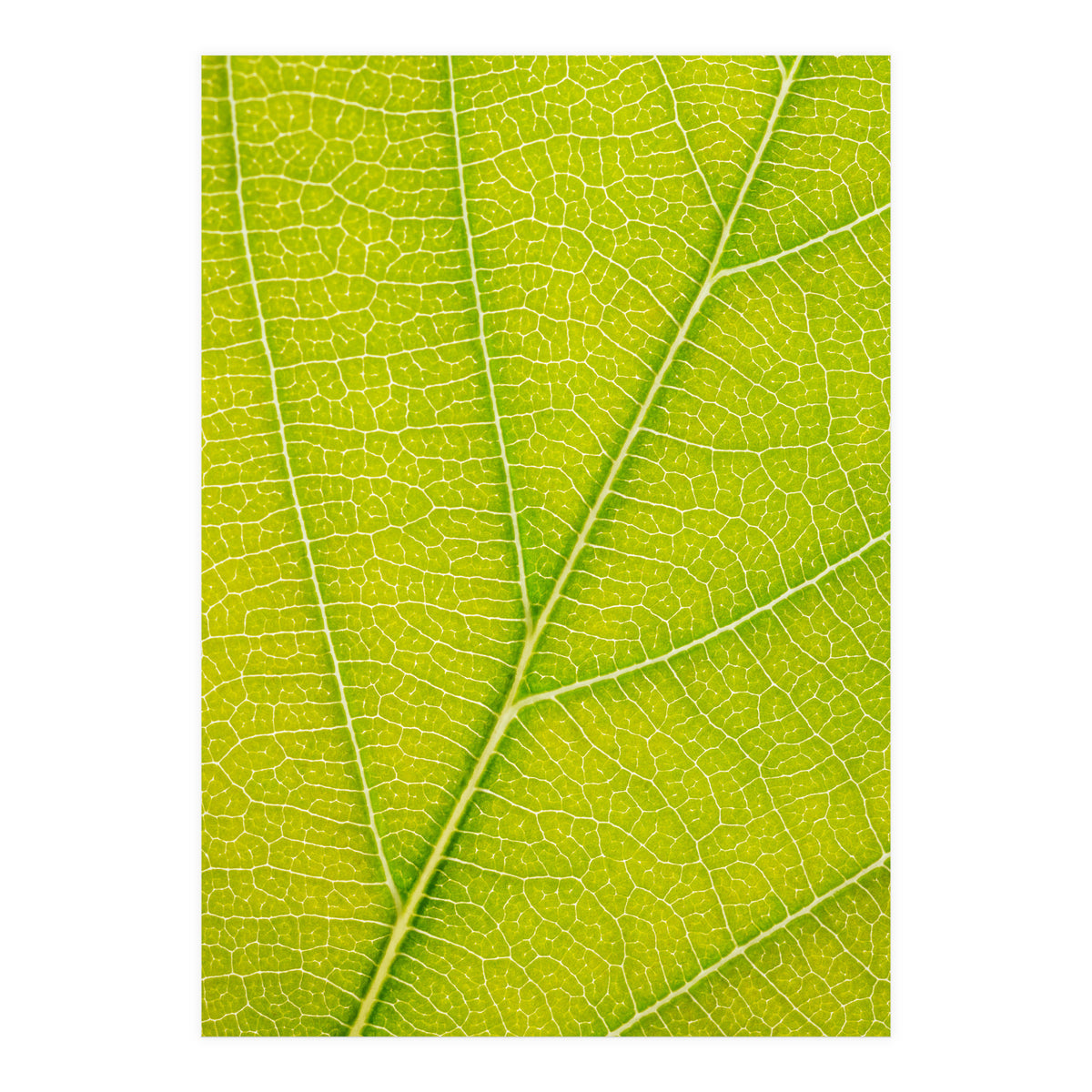 Autumn Leaf (Print Only)