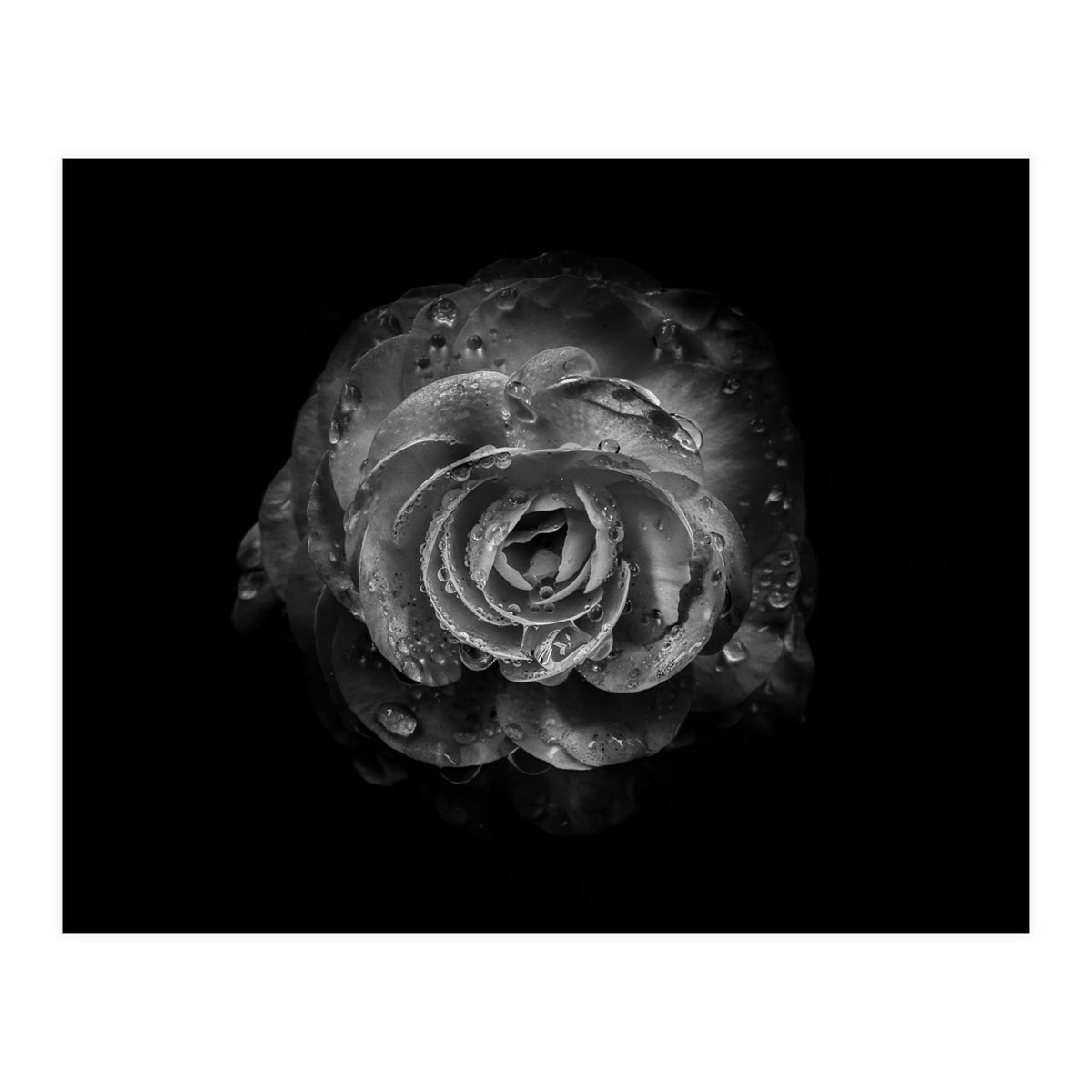 Backyard Flowers In Black And White No 64 (Print Only)