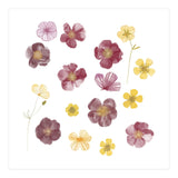 Pressed Flowers (Print Only) thumbnail