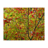 Indian Summer (Print Only) thumbnail