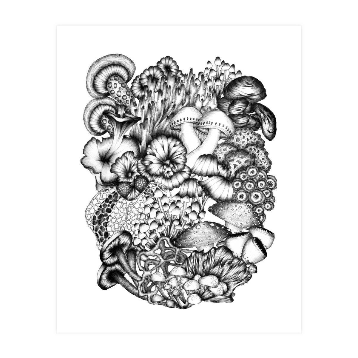 Medley Of Mushrooms (Print Only)